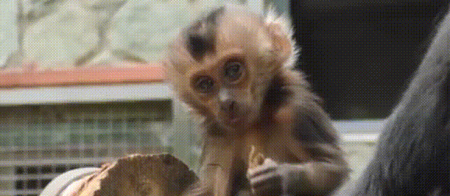 малыш.gif