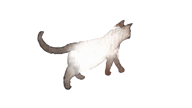 1pLi.gif