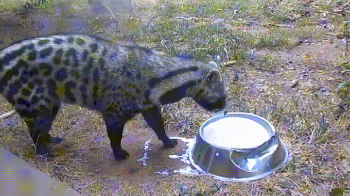 E1RA.gif