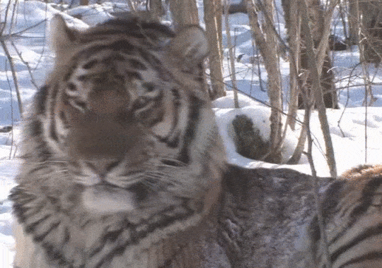 амур т.gif