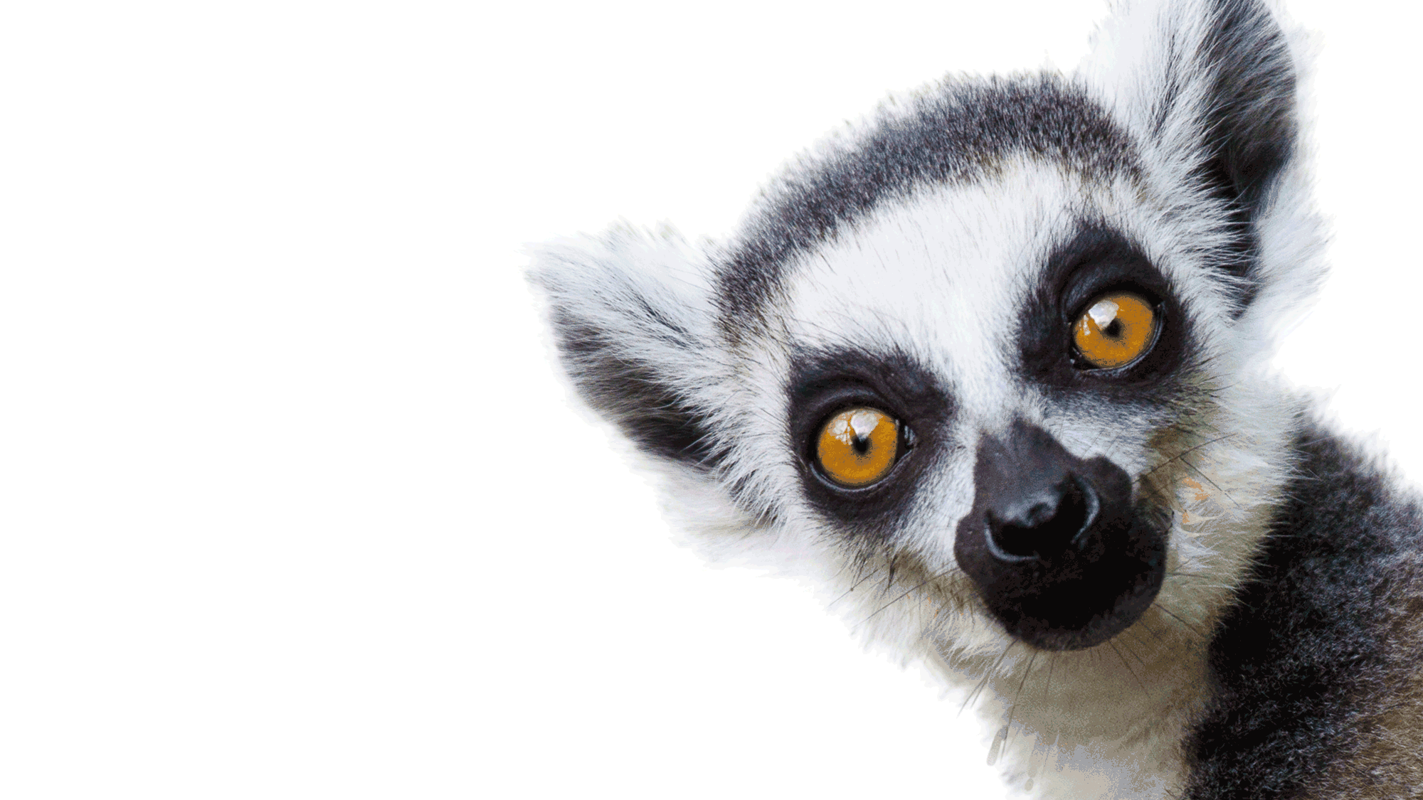 lemur home page gif.gif