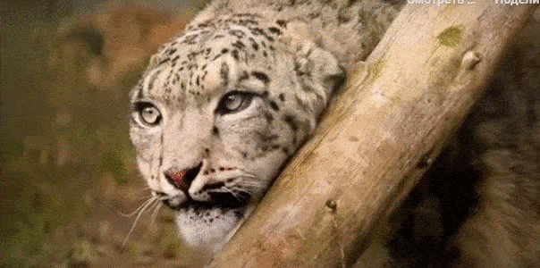 барс.gif