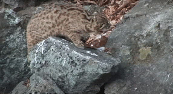 кот лесной.gif