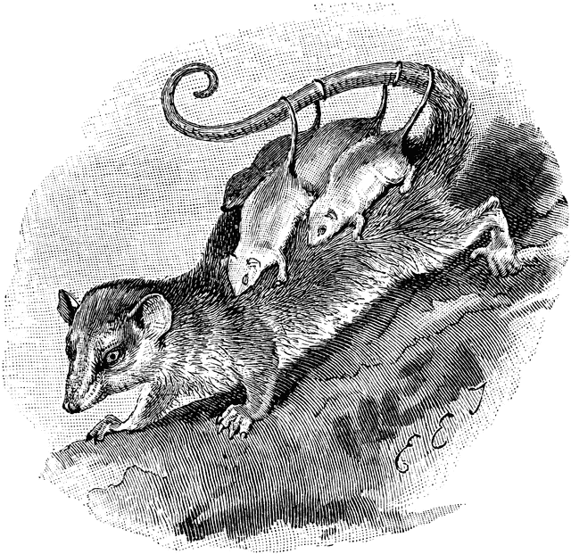73063_possum_md.gif