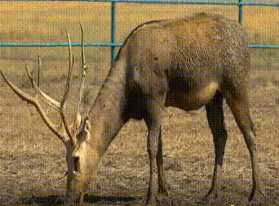 олежка1.gif