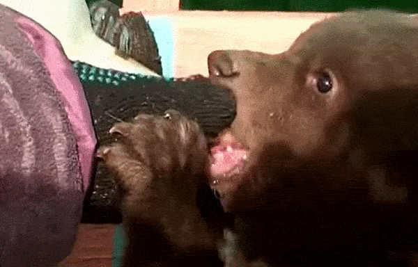 малыш медв.gif
