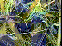хохуля (1).gif
