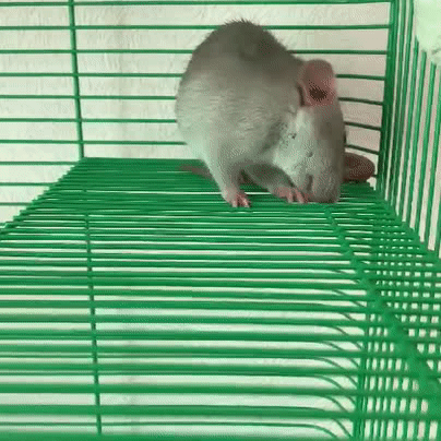 ezgif.com-video-to-gif (3).gif
