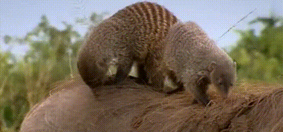 бород_(online-video-cutter.com).gif