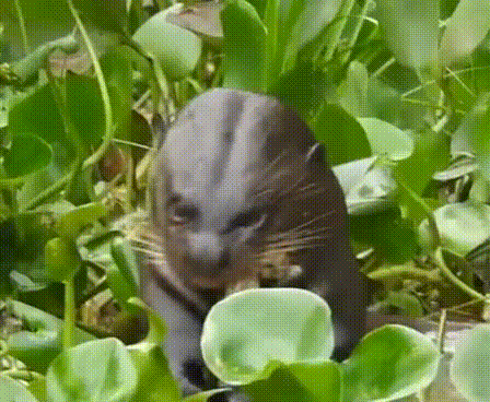 выдра_(online-video-cutter.com).gif