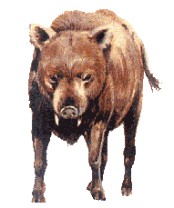 platygonus.gif