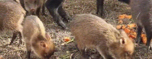 пекари2.gif