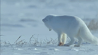пес.gif