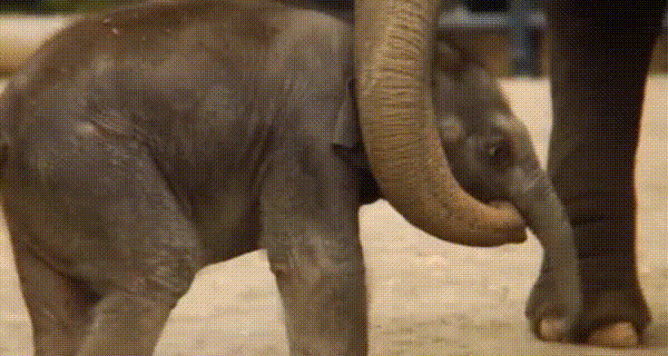 слоник.gif
