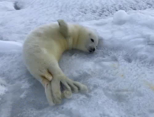 белек.gif
