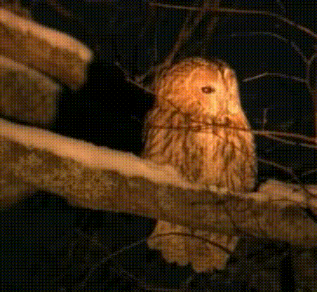 совы2.gif