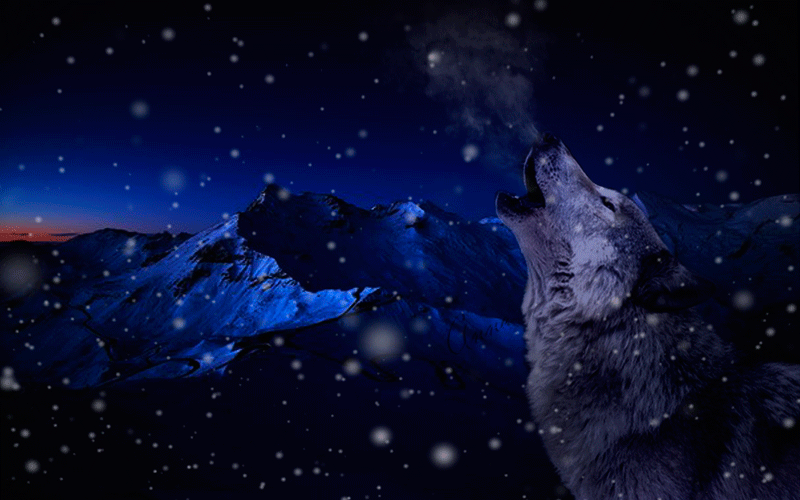 image_860403150004424133617.gif