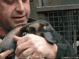 8uOE.gif