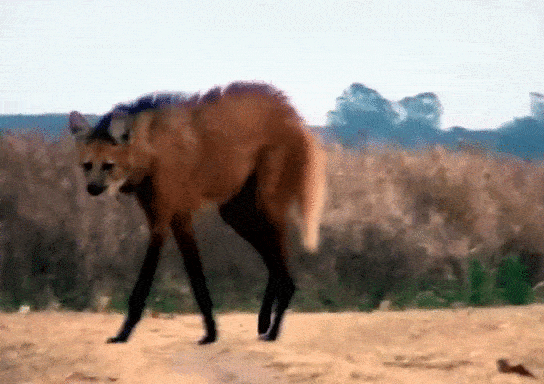 гривв.gif