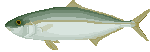 Farsideology_kingfish.gif