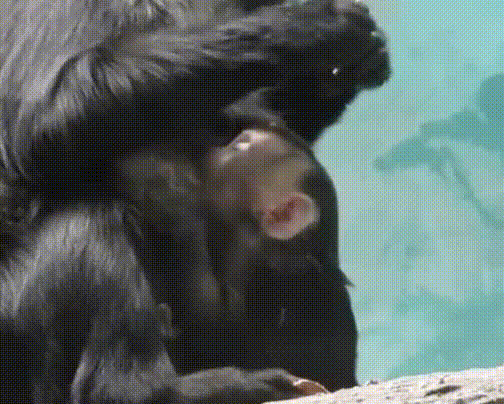 ванду.gif