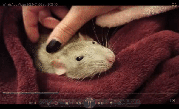 ezgif.com-video-to-gif (2).gif
