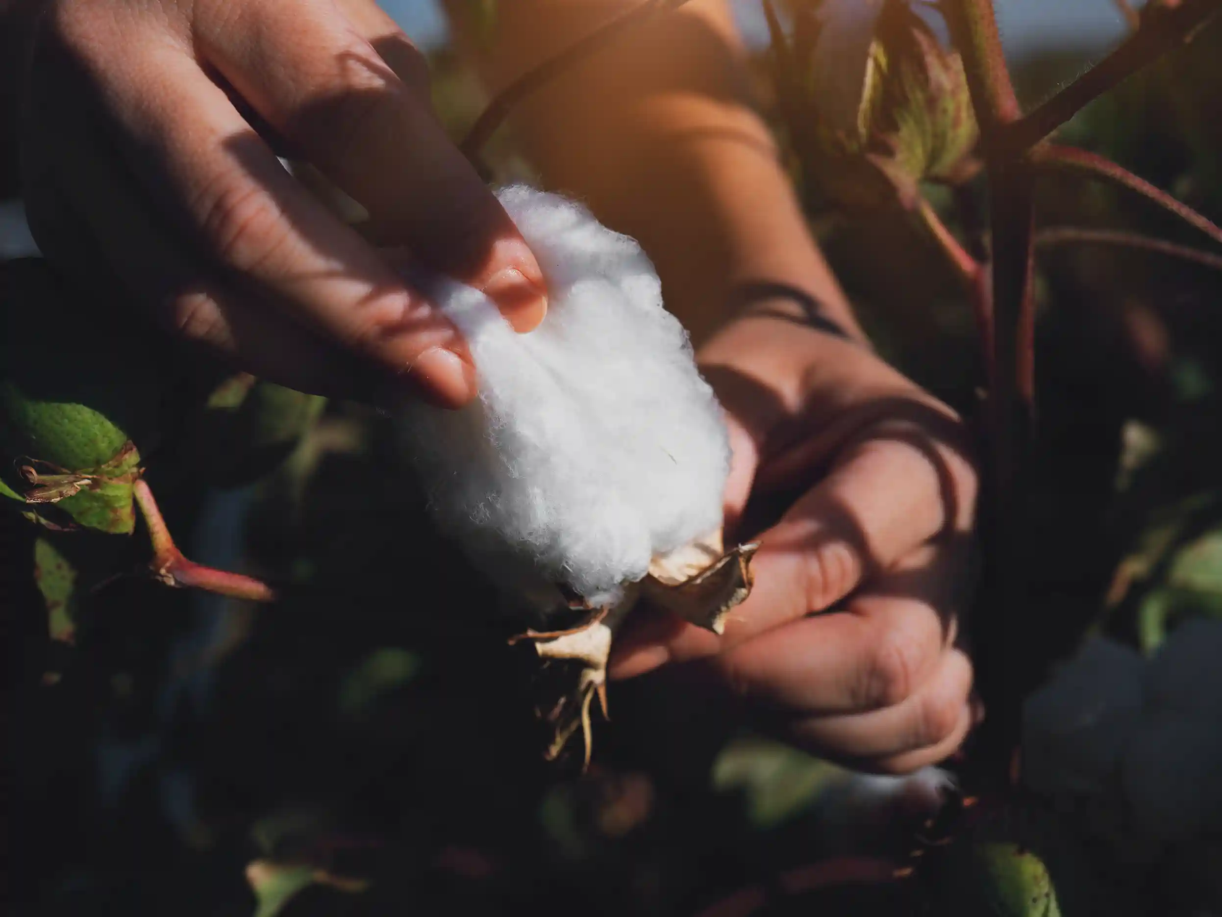 gethering organic cotton
