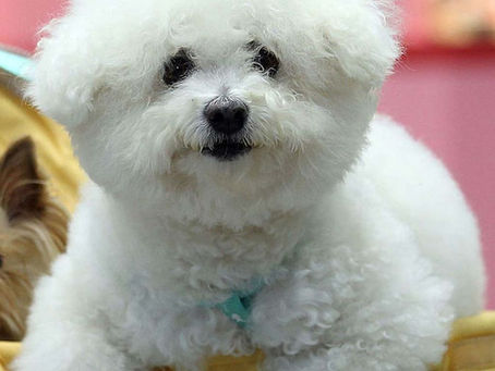 ¿Sabes que perro es?, "El compañero ideal"