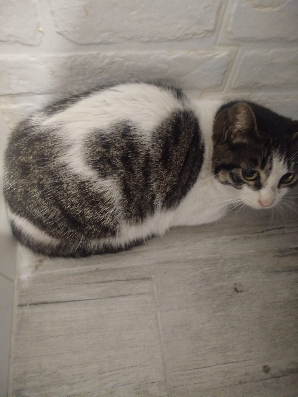 INCREÍBLE HISTORIA DE SUPERVIVENCIA: Angelita busca al fin su hogar en Cádiz adoptala 