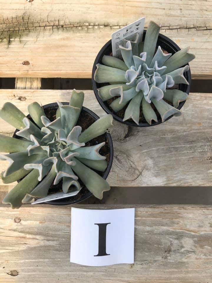 Succulents, I - $5.99