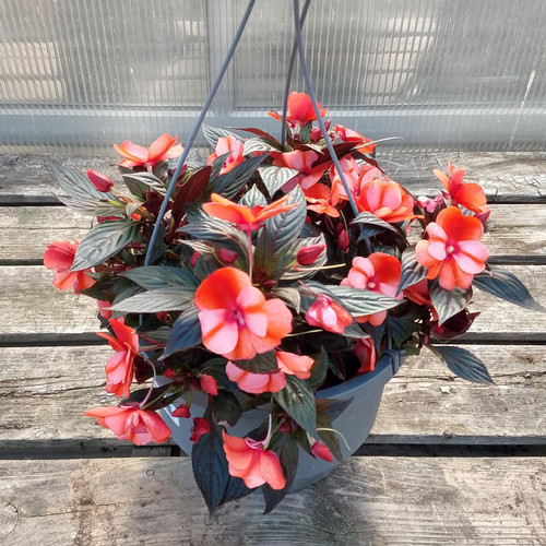 New Guinea Impatiens Hanging Basket Rekker's