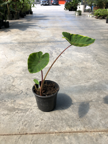 Colocasia Sangria | mysite