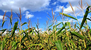 Agriculture.jpg