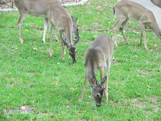 Deer droppings