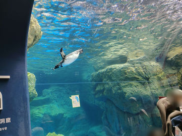 夏休みリクエスト企画2026①~京都水族館🐬