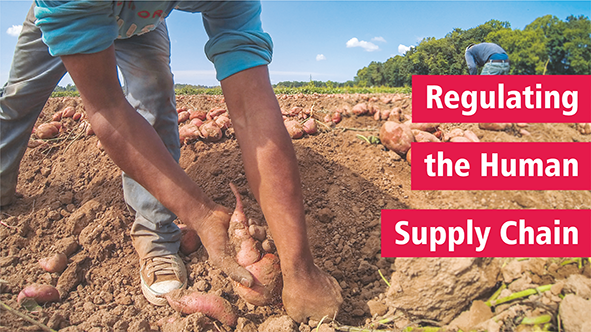 • Regulating the Human Supply Chain o Picture: Legs, arms and hands of a person pulling a sweet potato out of earth; another worker bent over and leafy trees in the background