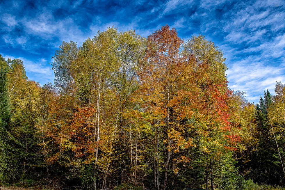 Fall Foliage Chimney Mountain Road