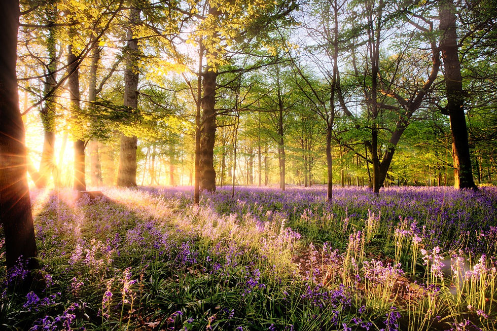 Arbtech Nature Image