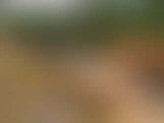 Reforma Forestal 2025 – riesgos para empresas no forestales y cumplimiento GEA Legal