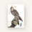 Thumbnail: Fine Art Print - Tiercel On The Glove
