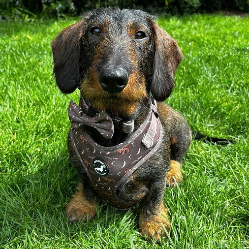 Dexter Teddy.jpeg