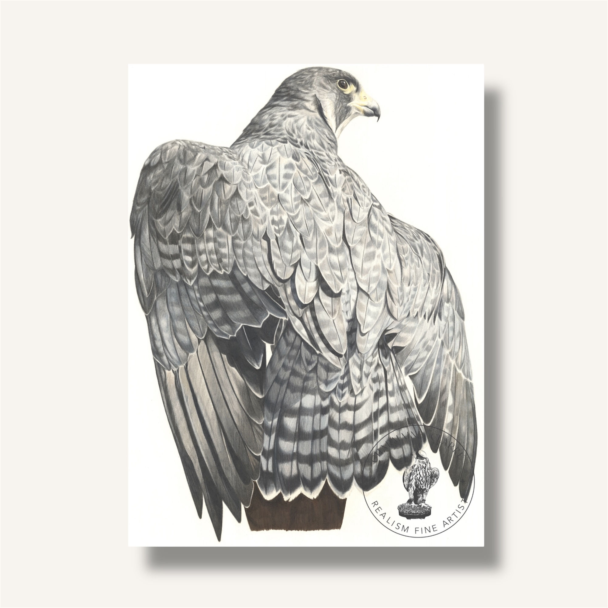 Fine Art Print - Female Peregrine