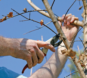 Deciduous Fruit Tree Pruning Workshop