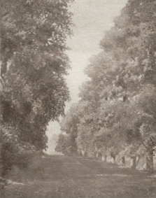 V083 - Petite drève (1926)