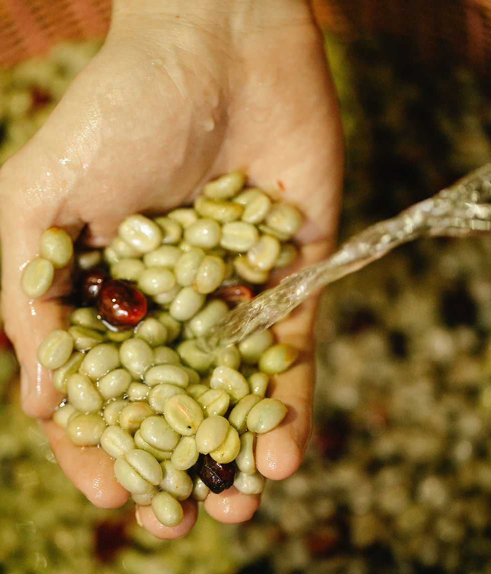 Green coffee beans being washed to remove caffeine