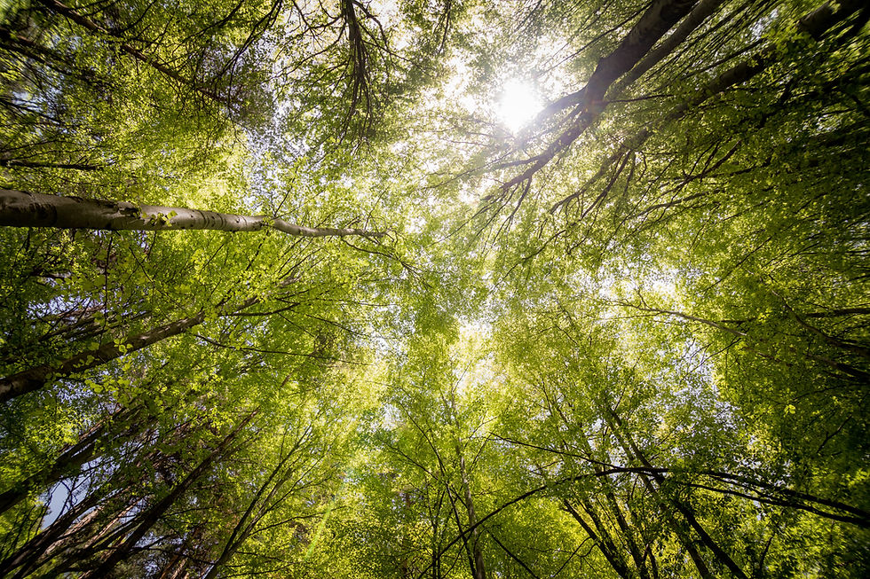 trees planted with treeapp