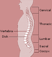 spine-with-labels.gif