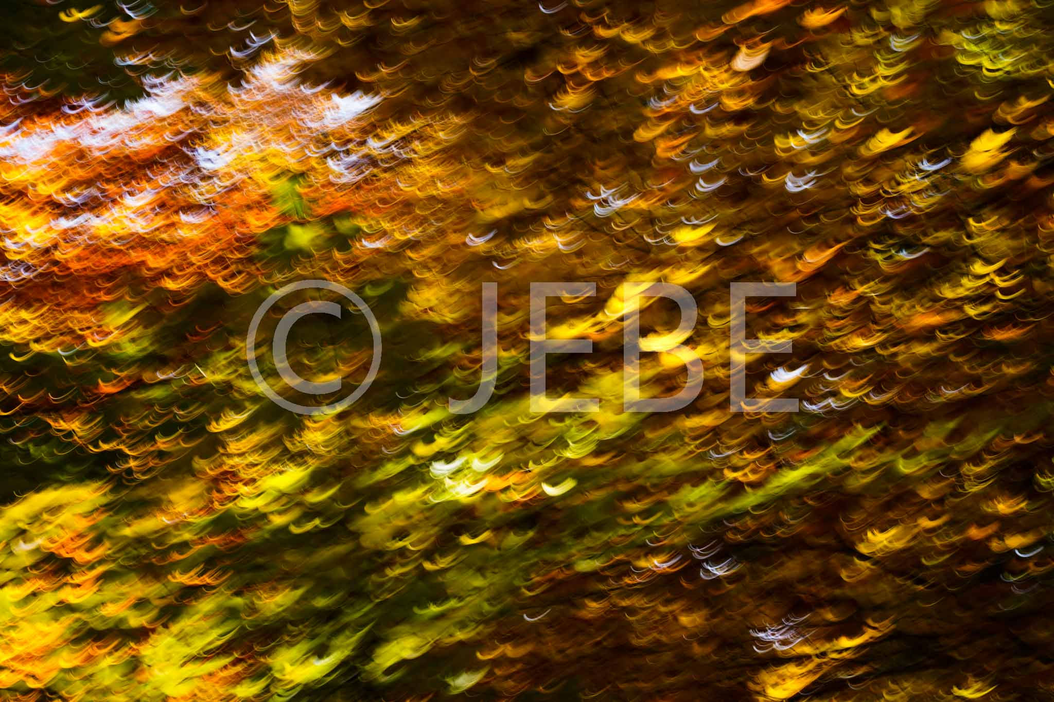 Buchenwald, Herbstäste