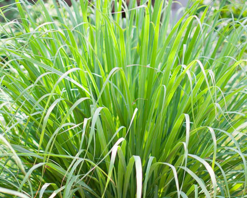 Thumbnail: 2026 Herb Collection