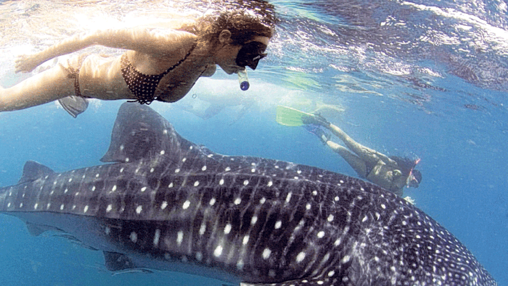 Whale shark and snorkelers at Gladden Spit in Belize